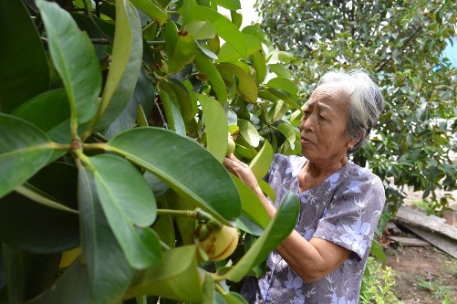 Mangosteen salad from the orchards of Lai Thieu 