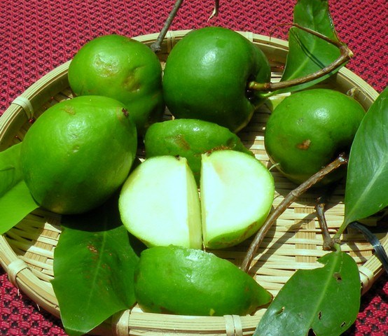 Feeling with Wild Gamboge Fruits