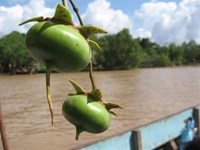 Mangrove apples: good food, good medicine