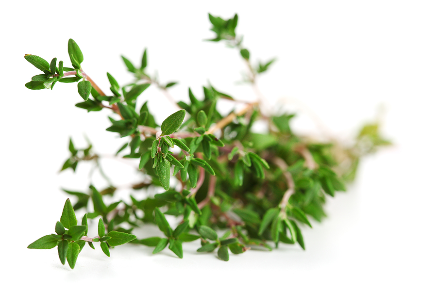 Mighty Thyme: Everything You Ever Wanted to Know About This Tiny Herb