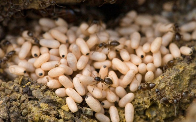 Weaver Ants’ Eggs – Specialty of Ham Ho 