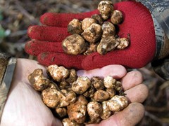 Mushroom – The Representative Cuisine of the Fall: Imported Mushrooms