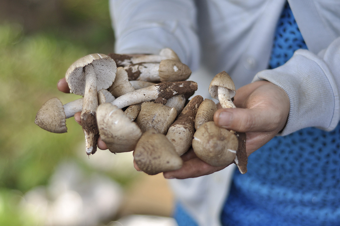 Mushroom – The Representative of Fall Cuisine: Vietnamese Mushroom