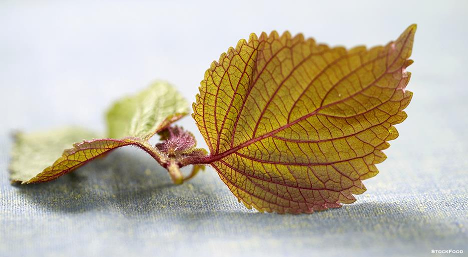 Shiso from A to Z: 26 Things to Know