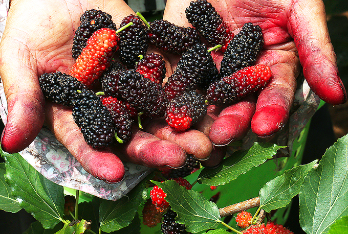 Around The Mulberry Bush: Sample A Juicy April Delicacy in Hanoi