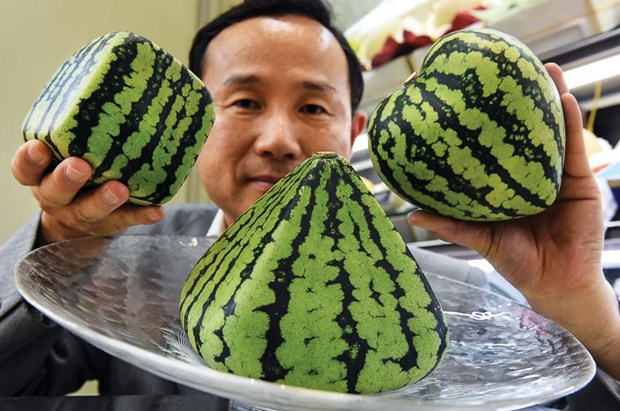 New and interesting types of watermelon